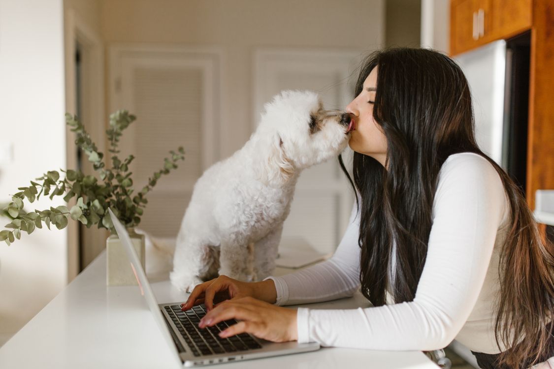 Fluffy white dog standing on a desk beside a woman working on a laptop