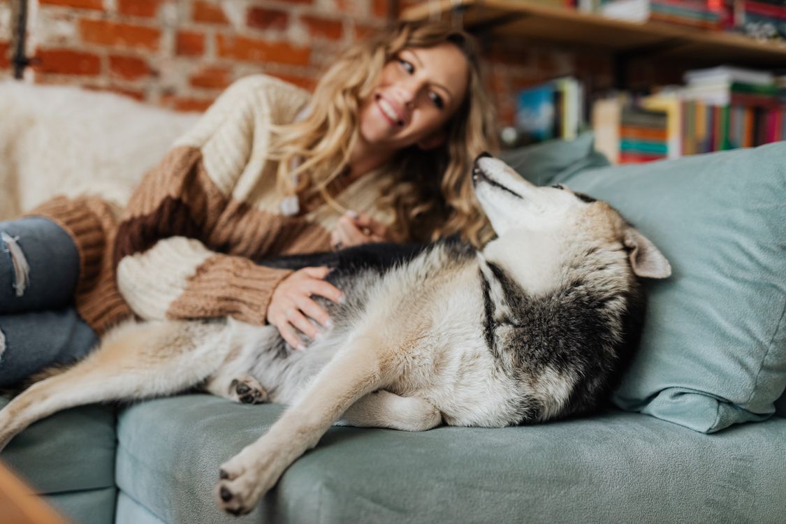 Siberian husky lying along a couch beside a woman resting