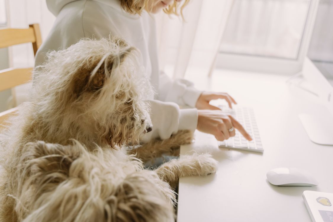 Furry paw resting on a desk beside a person typing on a laptop