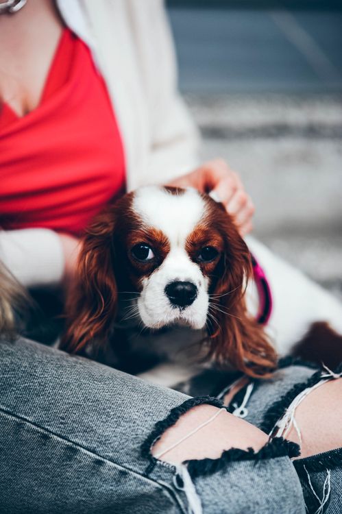 Cavalier King Charles spaniel curled up on a person’s lap