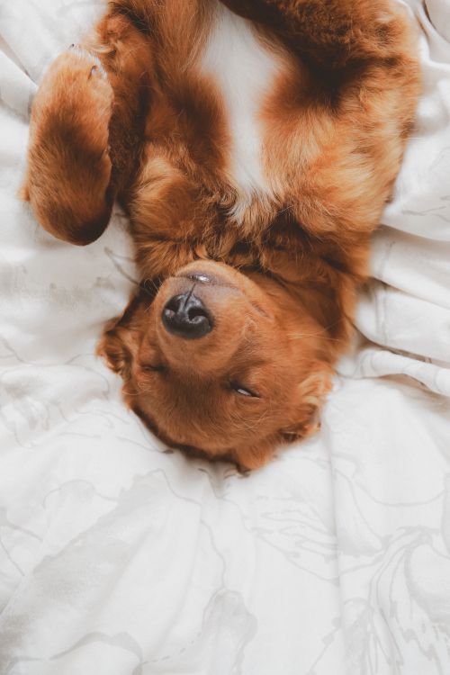golden retriever puppy lying upside down and asleep on a white bed