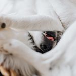 white dog curled upside down indoors with its tongue out and nose up
