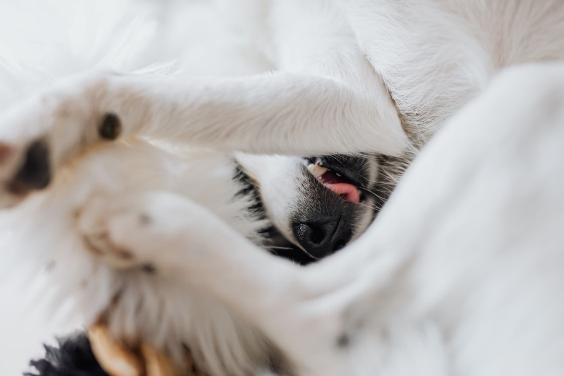 white dog curled upside down indoors with its tongue out and nose up
