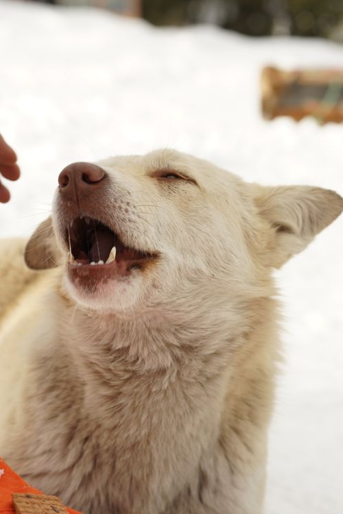Korean Jindo dog standing in the snow