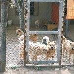 dogs standing behind a fence at an animal shelter