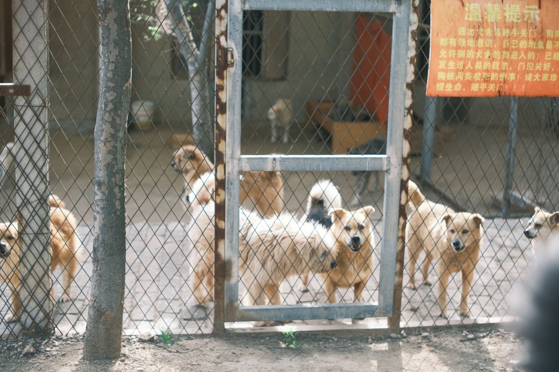 dogs standing behind a fence at an animal shelter
