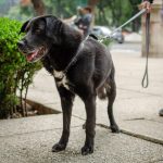 Owner holding the leash of a black dog on a park pathway