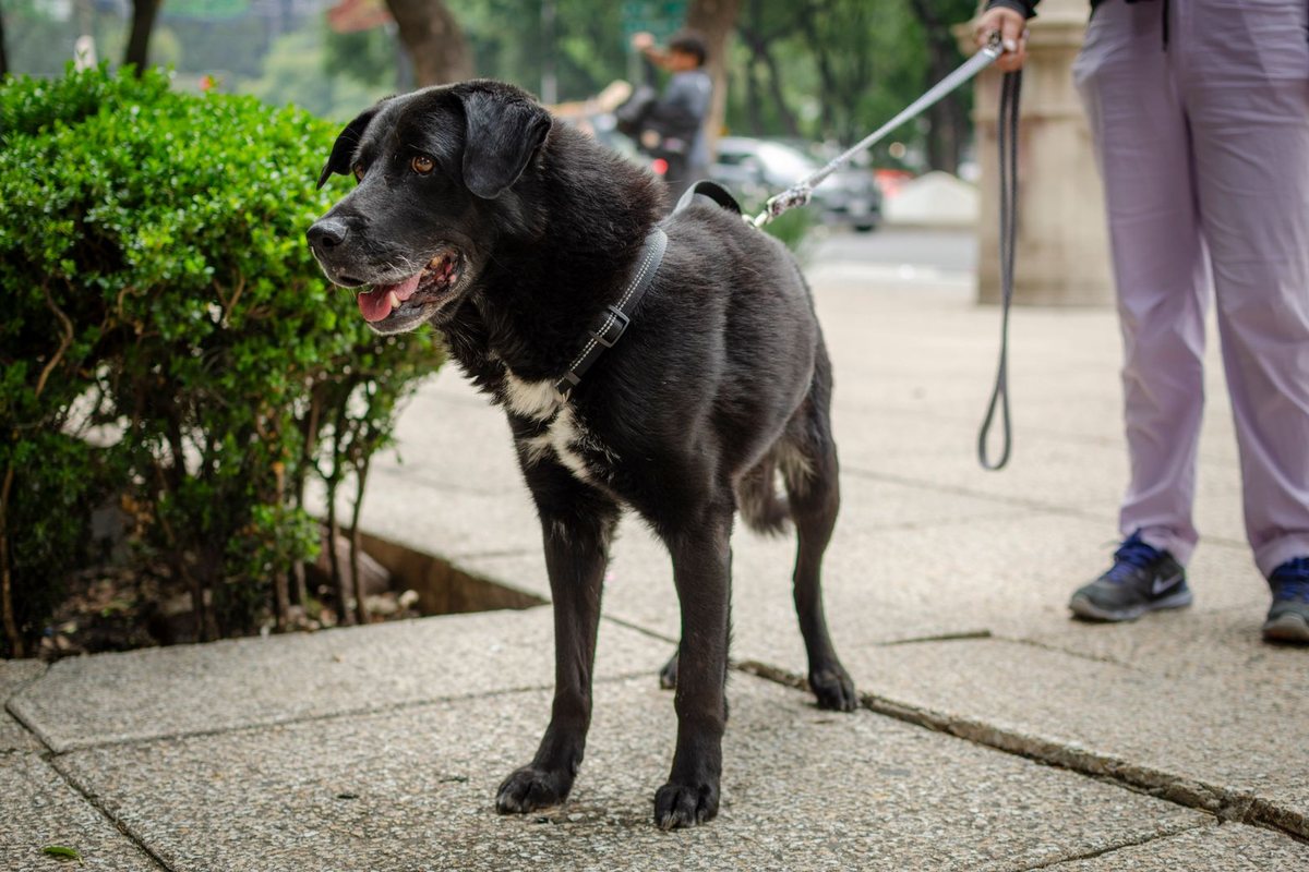 Owner holding the leash of a black dog on a park pathway