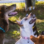 trainer standing outdoors with four attentive dogs watching her during a group training session