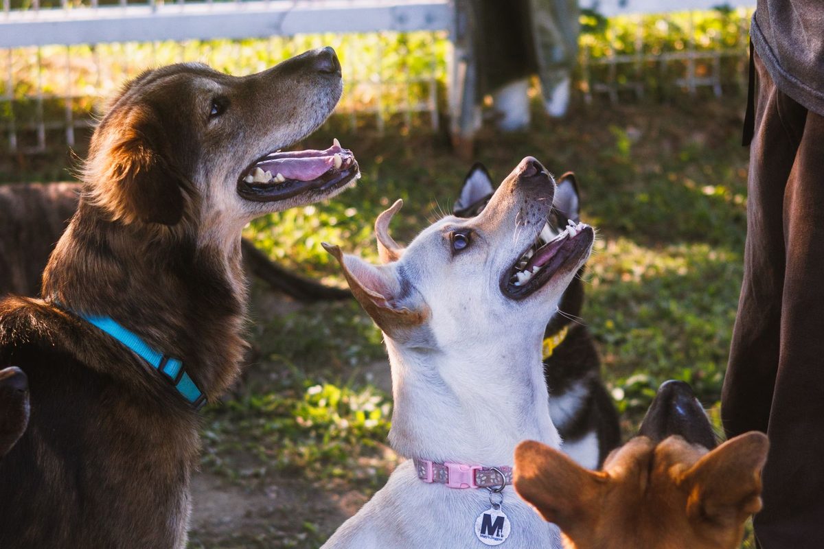 trainer standing outdoors with four attentive dogs watching her during a group training session