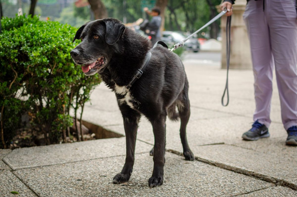black dog on a leash standing beside its owner on a park pathway