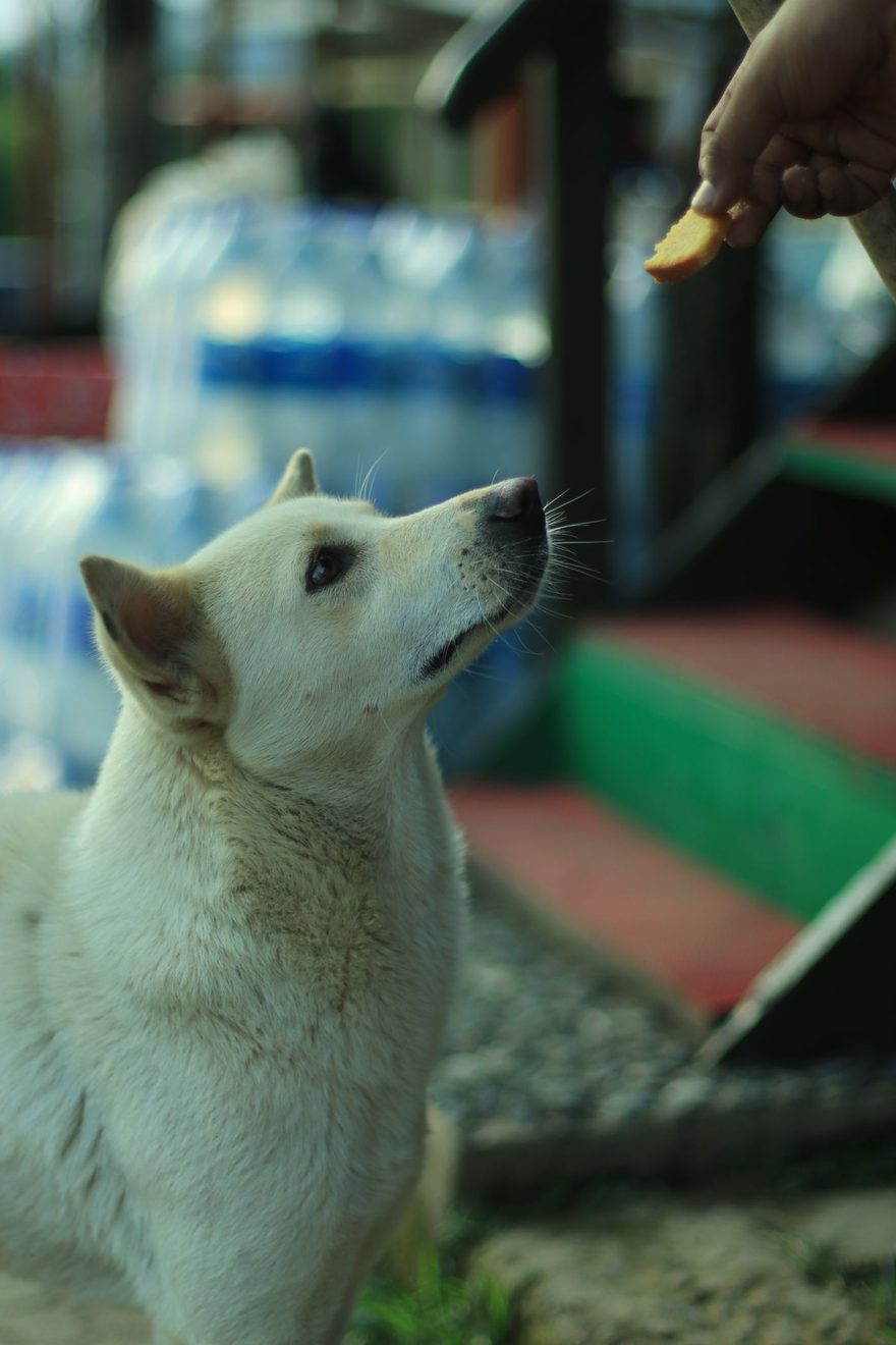 white dog looking up at a treat held in a person's hand during outdoor training