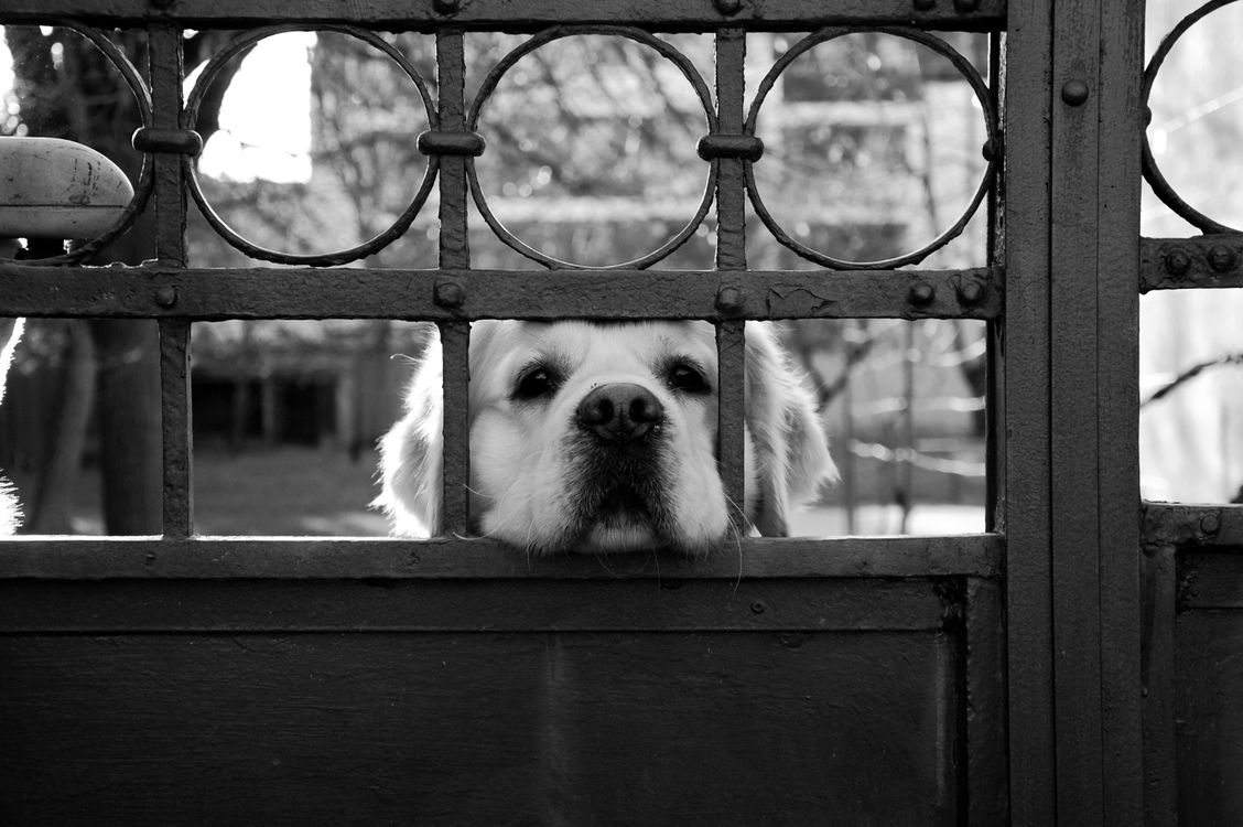 dog peering through a metal gate waiting to be let back in