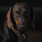 close up of a dachshund wearing a leather collar with an ID tag