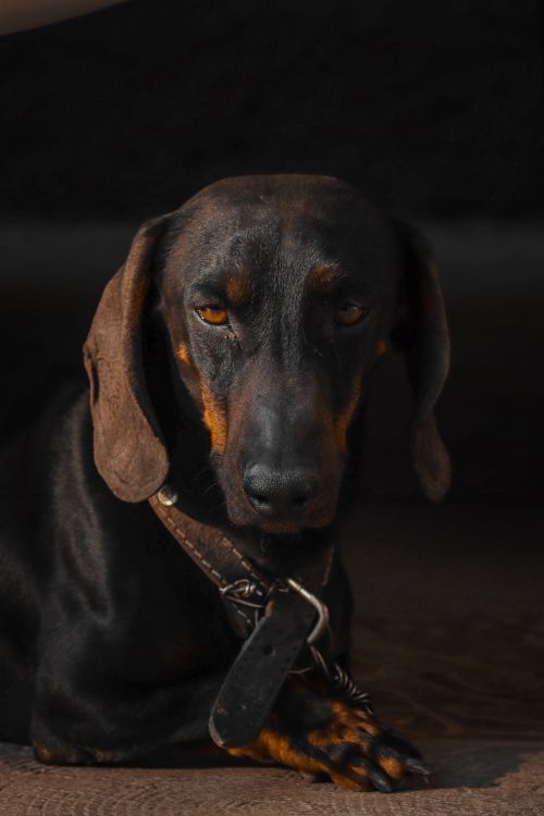 close up of a dachshund wearing a leather collar with an ID tag