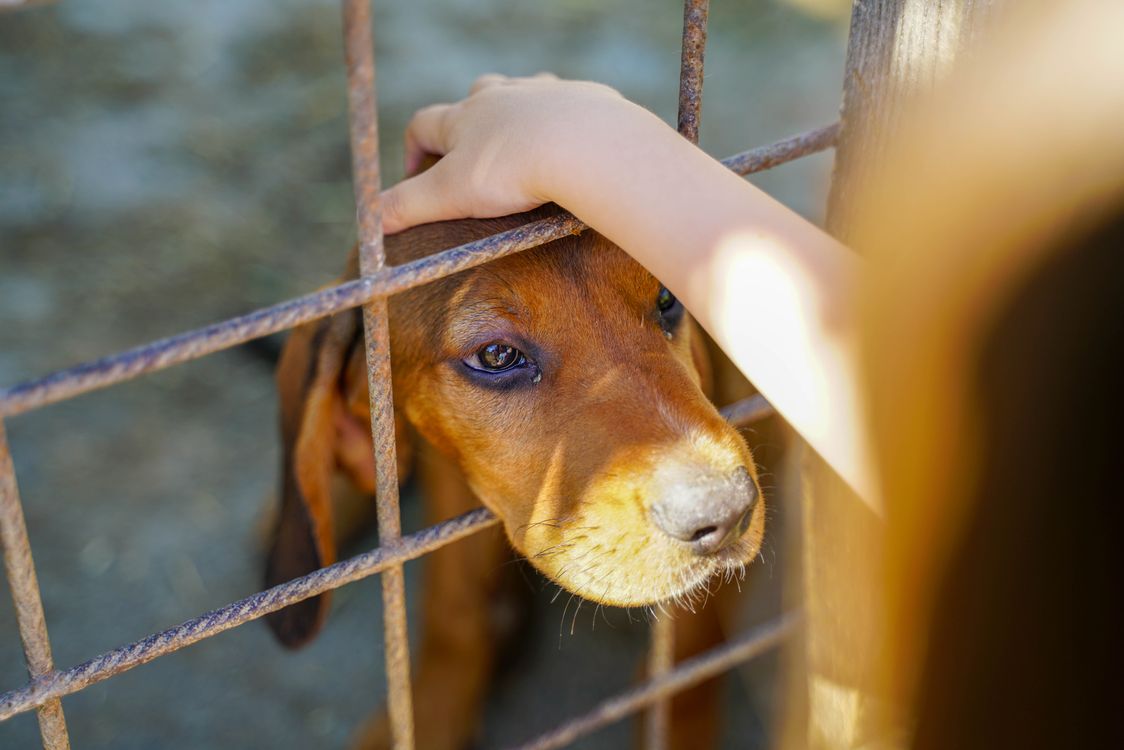Hand reaching through a fence to pet a waiting dog