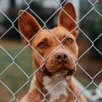 Brown dog looking through a chain link fence at an animal shelter