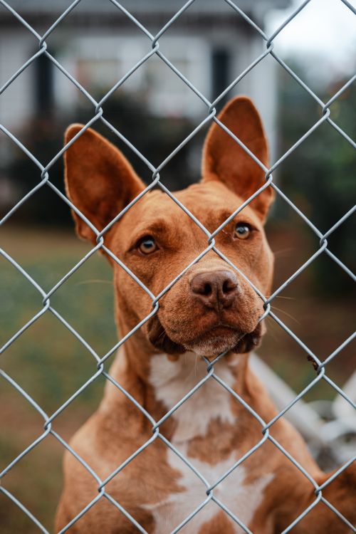 Brown dog looking through a chain link fence at an animal shelter
