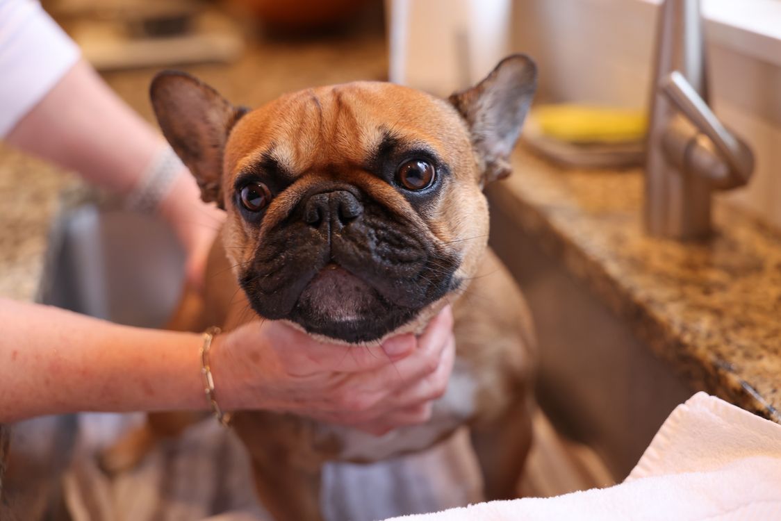 A dog having its muddy paws washed in a kitchen sink
