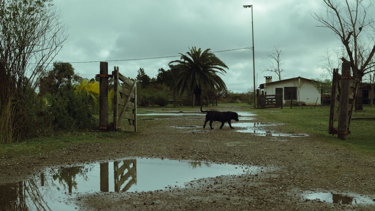 A dog walking through a muddy field on a wet fall day