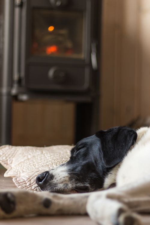 Dog sleeping next to a fireplace in a warm living room