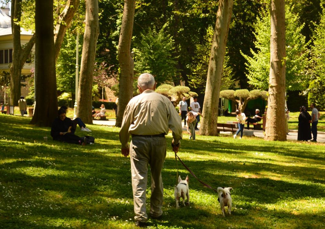 Older man walking his dog on a tree lined park path