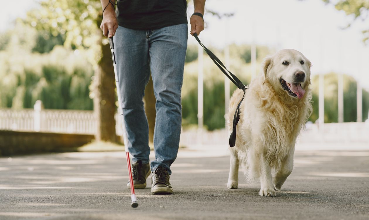 Man with a white cane walking with his guide dog in a sunny park