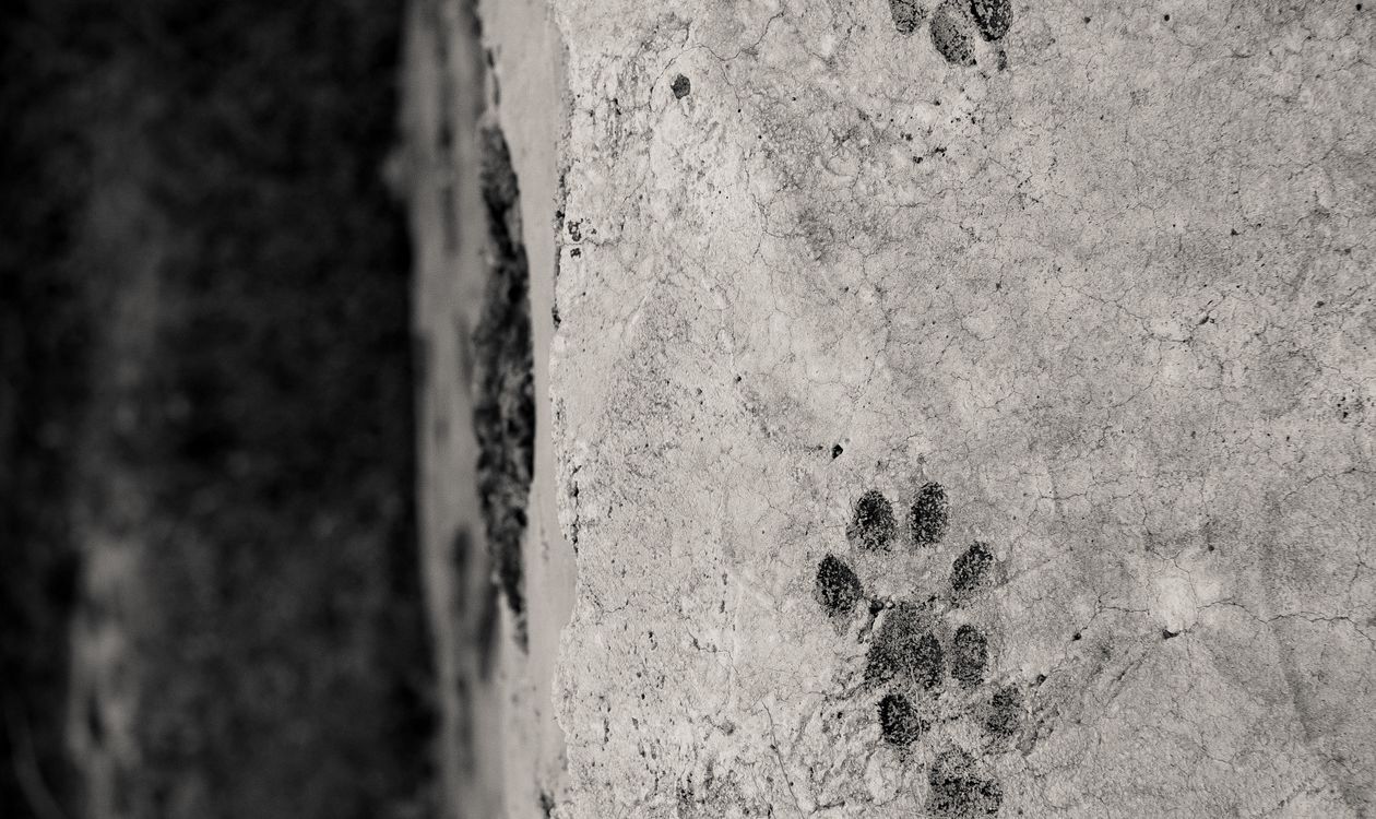 Dog paw prints dried into a concrete surface