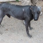 Peruvian hairless dog standing outdoors on grass