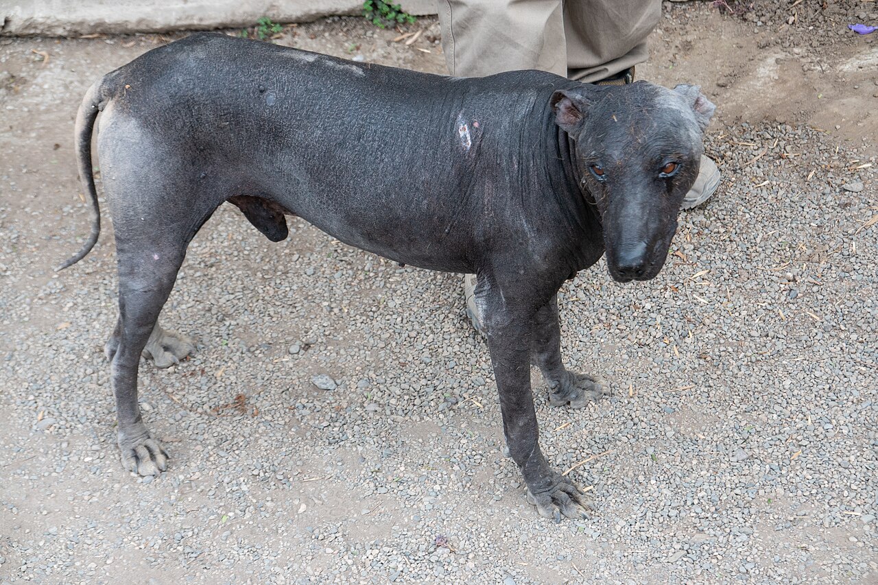 Peruvian hairless dog standing outdoors on grass