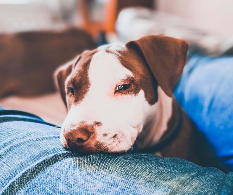 sleepy dog resting its head on a person's lap