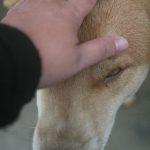 hand gently petting a calm dog's head
