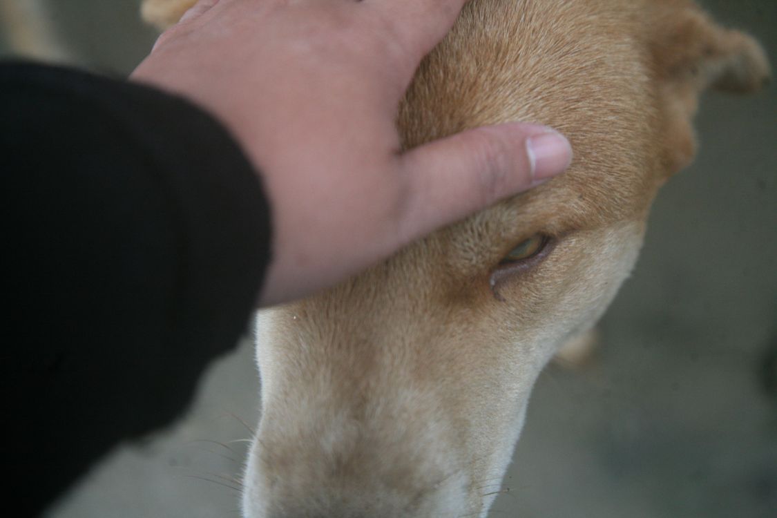 hand gently petting a calm dog's head