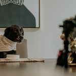 black labrador wearing a bib sitting at a dining table