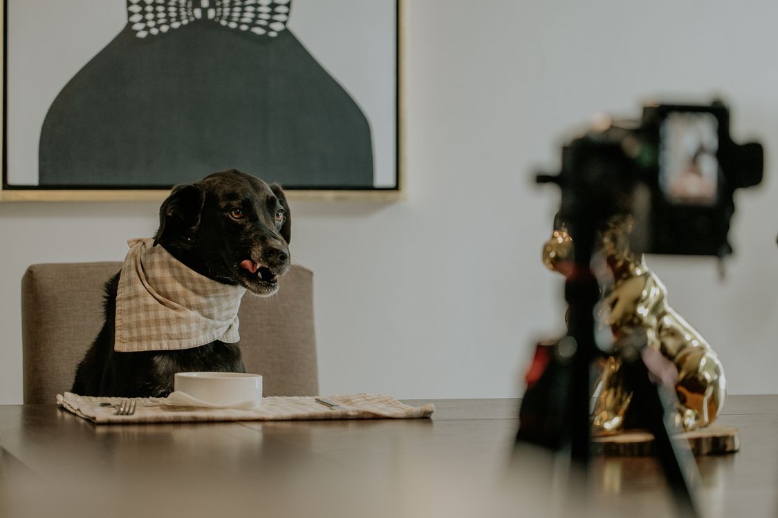 black labrador wearing a bib sitting at a dining table