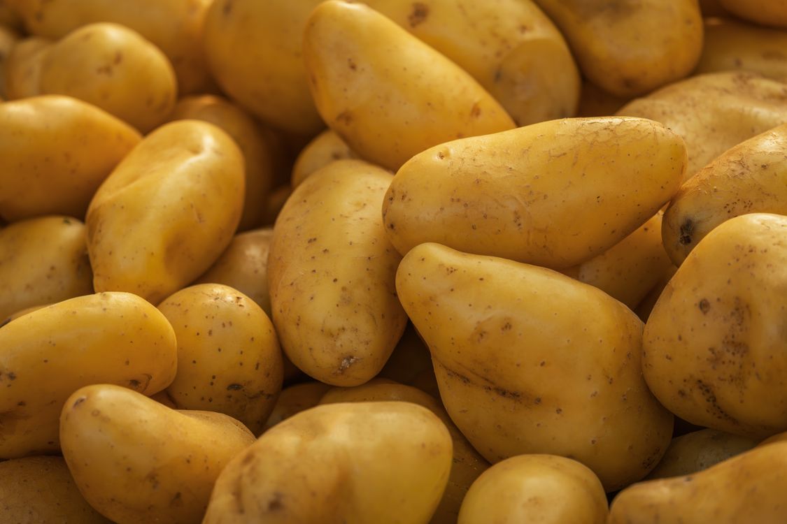 close-up of fresh yellow potatoes