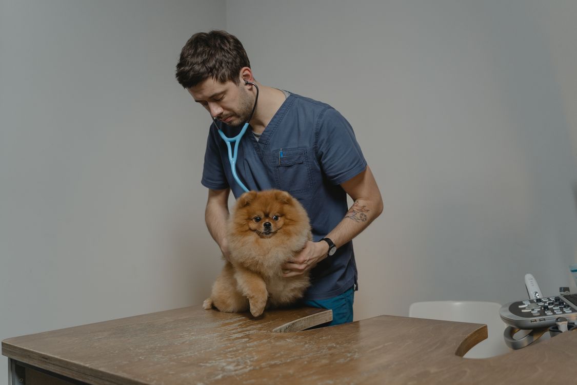 veterinarian checking a small dog with a stethoscope
