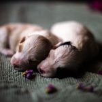two newborn puppies sleeping on a soft blanket