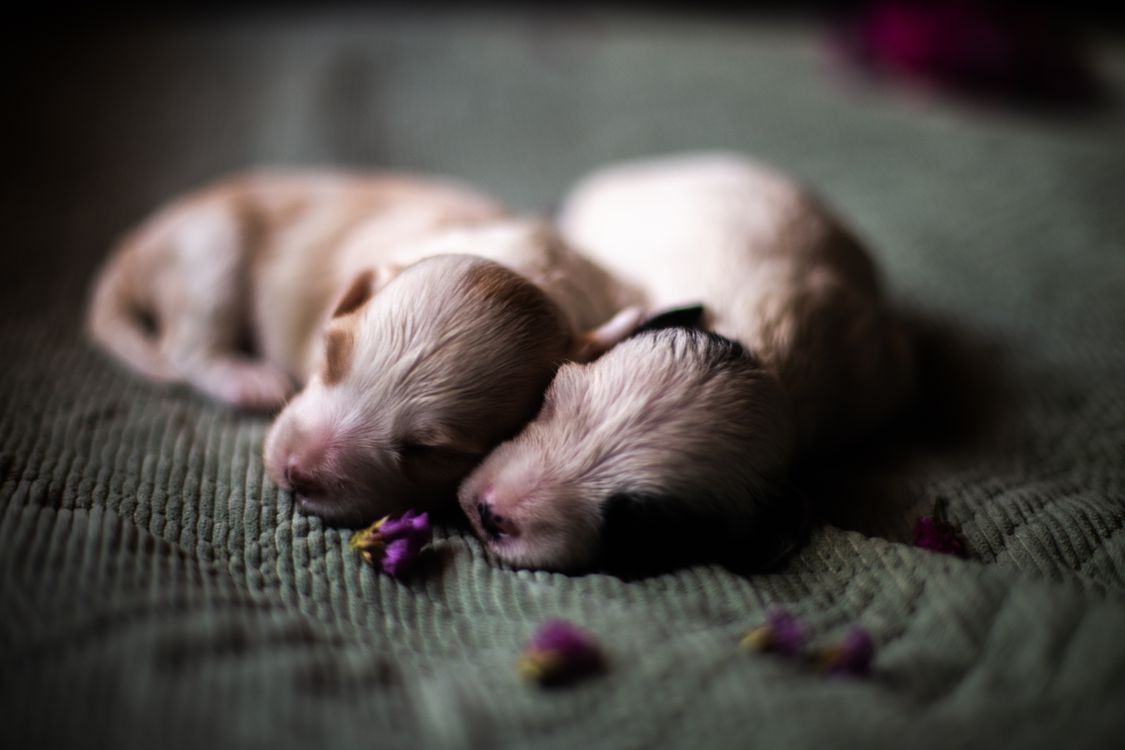 two newborn puppies sleeping on a soft blanket