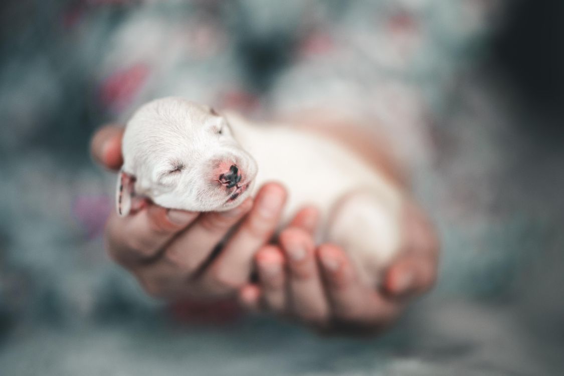 newborn puppy sleeping in a person's hands