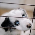 Two puppies looking out through the wire door of a shelter cage