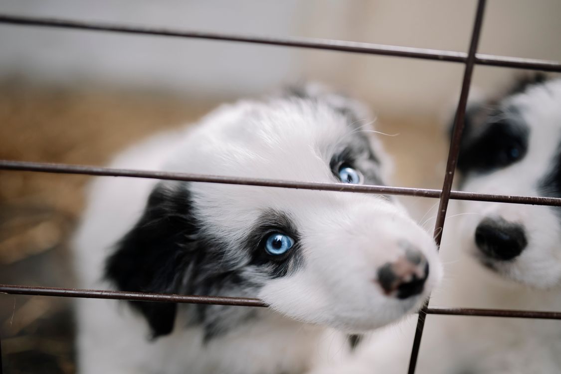 Two puppies looking out through the wire door of a shelter cage