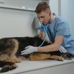 Veterinarian checking a sick dog with a stethoscope in a clinic
