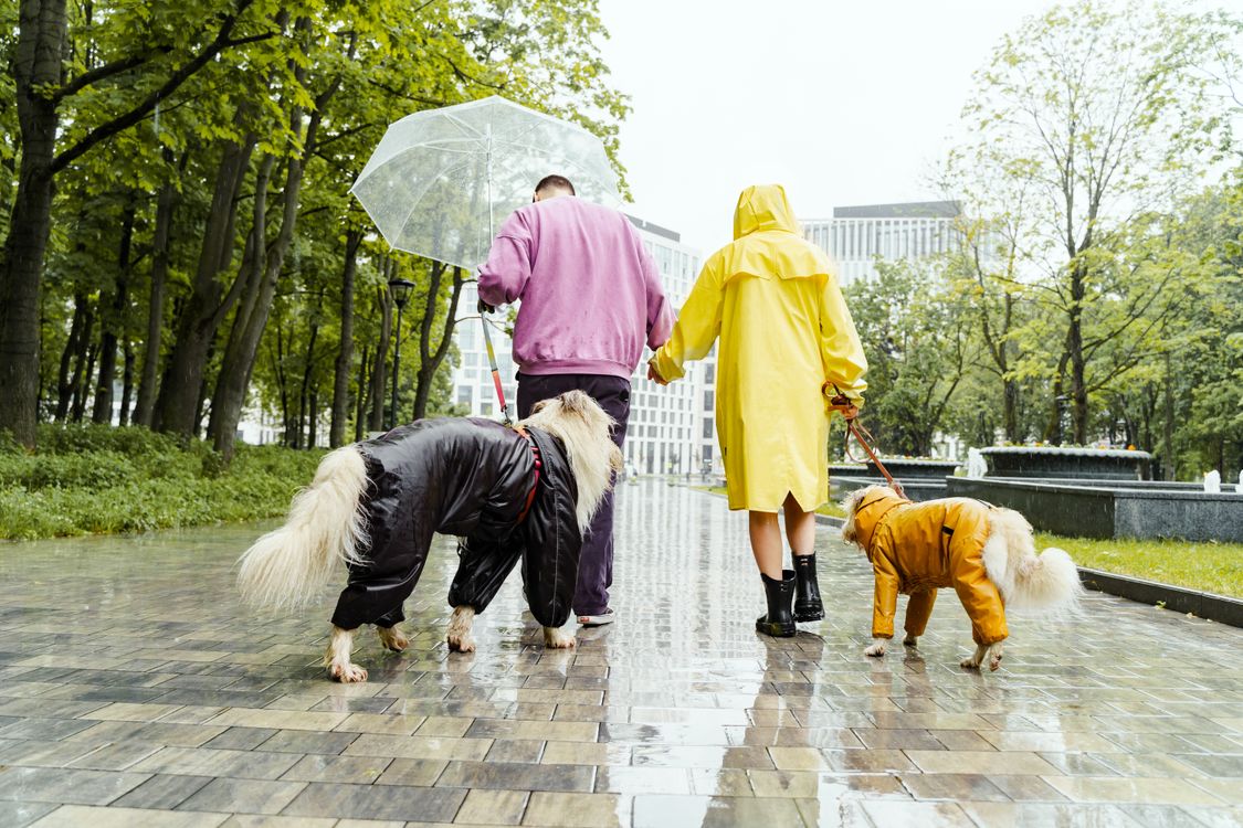 Two dogs in raincoats walking with their owners in the rain