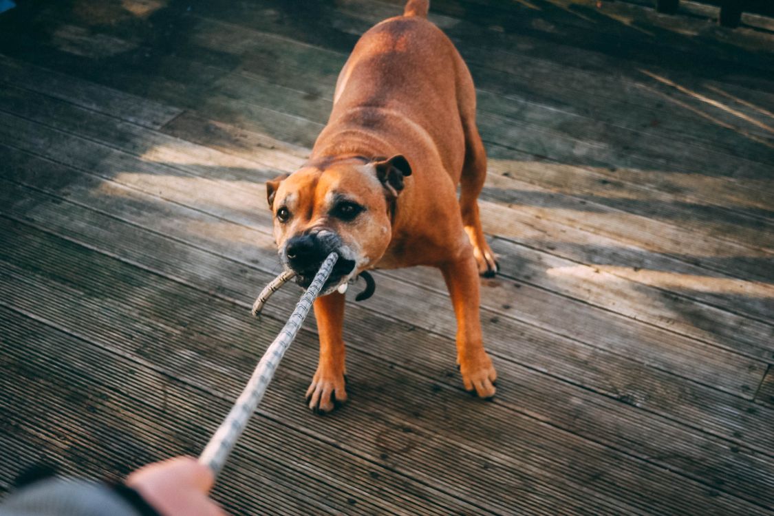 Dog pulling hard on a rope tug toy outdoors