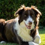 border collie lying on a sunlit lawn
