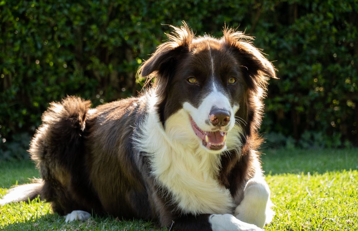 border collie lying on a sunlit lawn