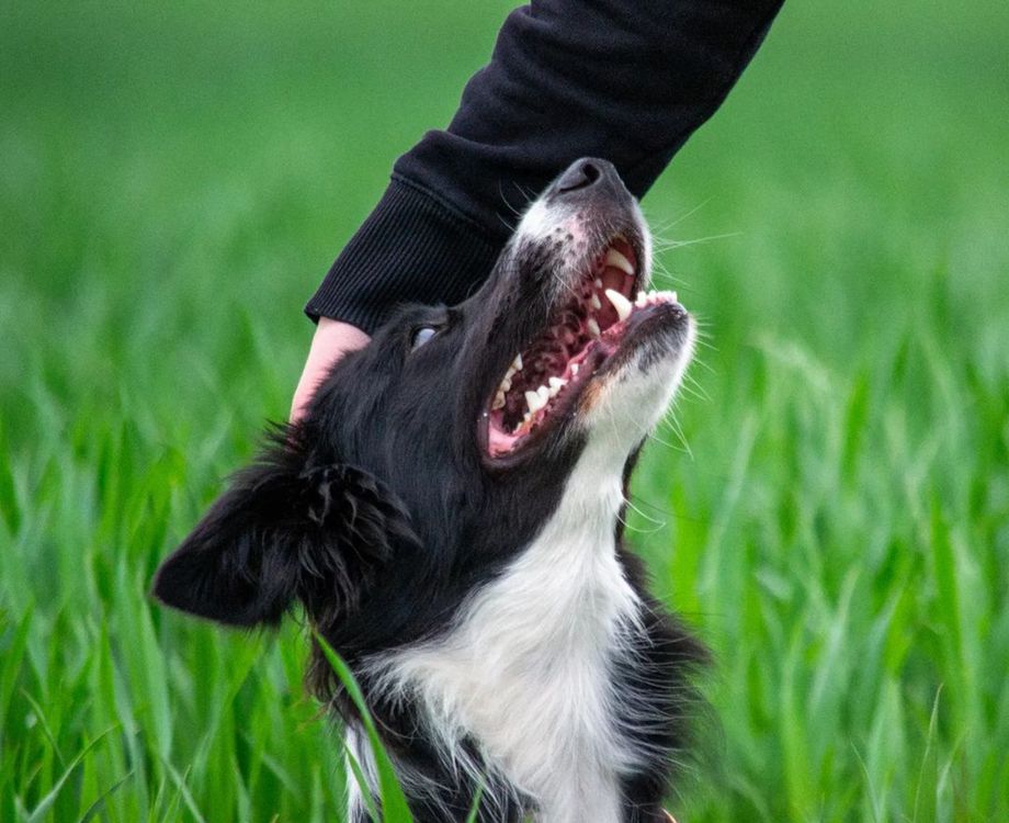 border collie being petted in tall grass