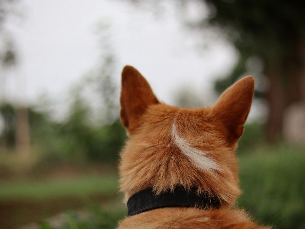 close-up of a dog's ears and head from behind outdoors