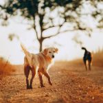 golden retriever walking on a dry country road in autumn